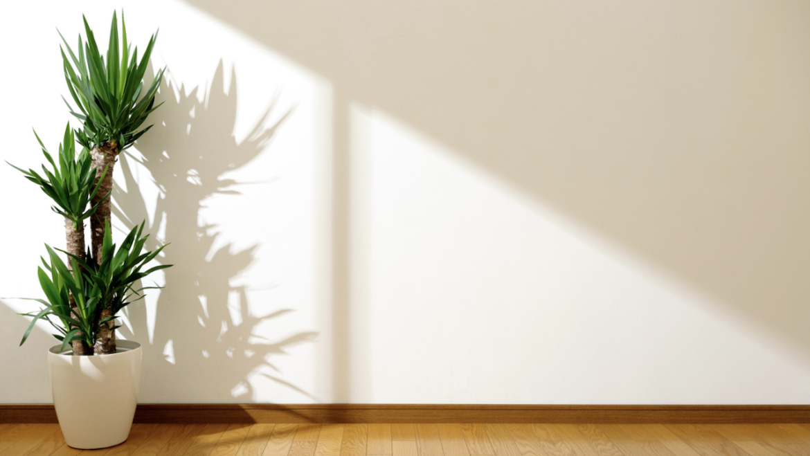 A importância da exposição solar na sua casa